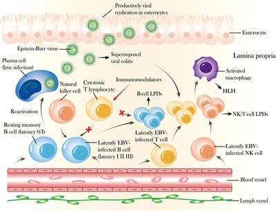 Epstein-Barr virus 