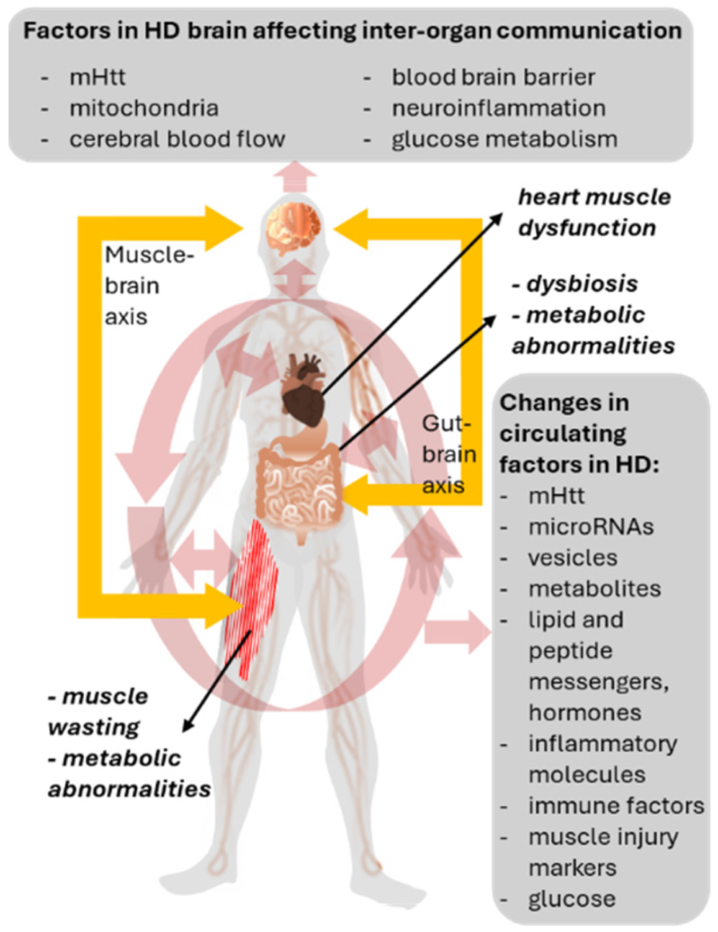 Impaired Communication Reduced Neurovascular Unit Phase Coherence in Huntington's Disease