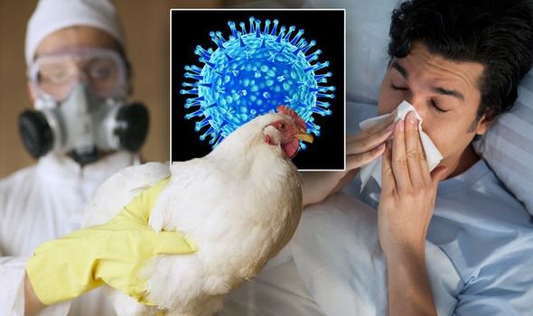  H5N2 Bird Flu 