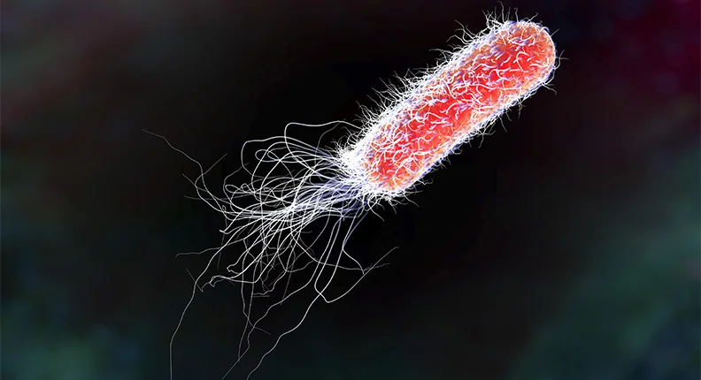 E. coli