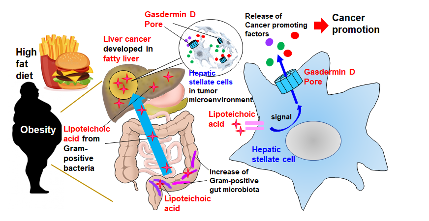 Liver Cancer and Obesity