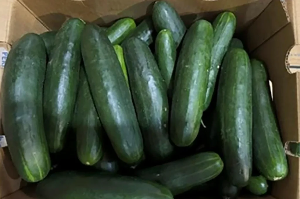 Fresh Start Cucumbers Recalled in 2024 Salmonella Outbreak (Avoid