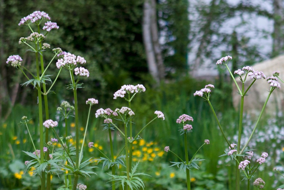 valerian root